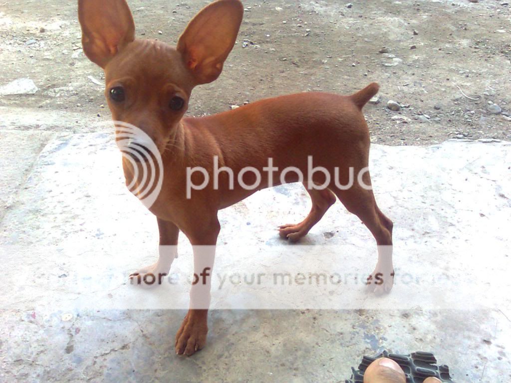 mini pinscher pcci papers for sale mini pinscher pcci papers for sale