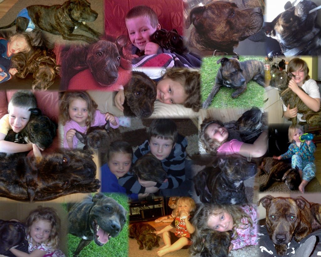 Puppy_AutoCollage_21_Images2.jpg