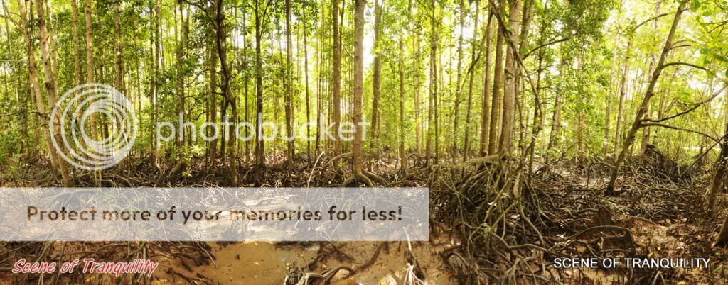 Balok Mangrove forest