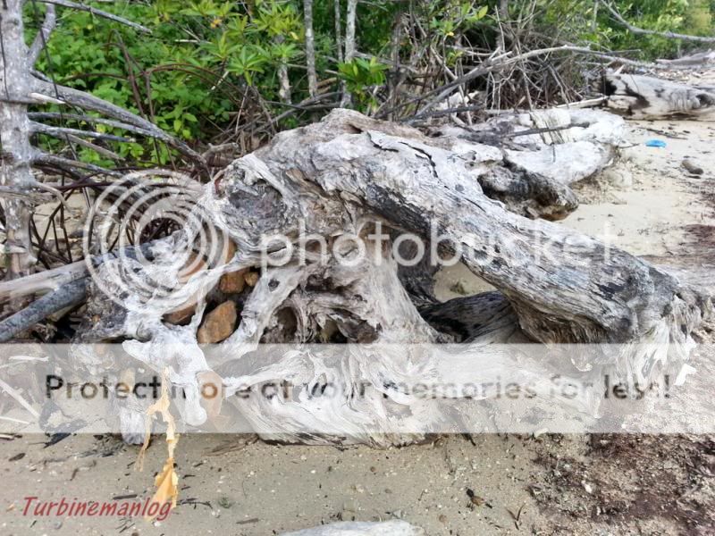 Uprooted tree