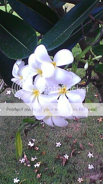 flowers photo: Flowers in our backyard SamsungGalaxyNote1009.jpg