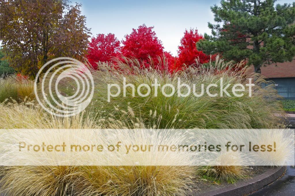 IMAGE: http://i740.photobucket.com/albums/xx50/ebiggs1/JW7X0270_zpsda00ac4e.jpg