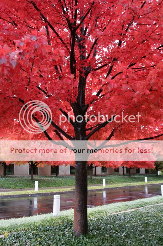 IMAGE: http://i740.photobucket.com/albums/xx50/ebiggs1/JW7X0275_zps8e8dccbe.jpg