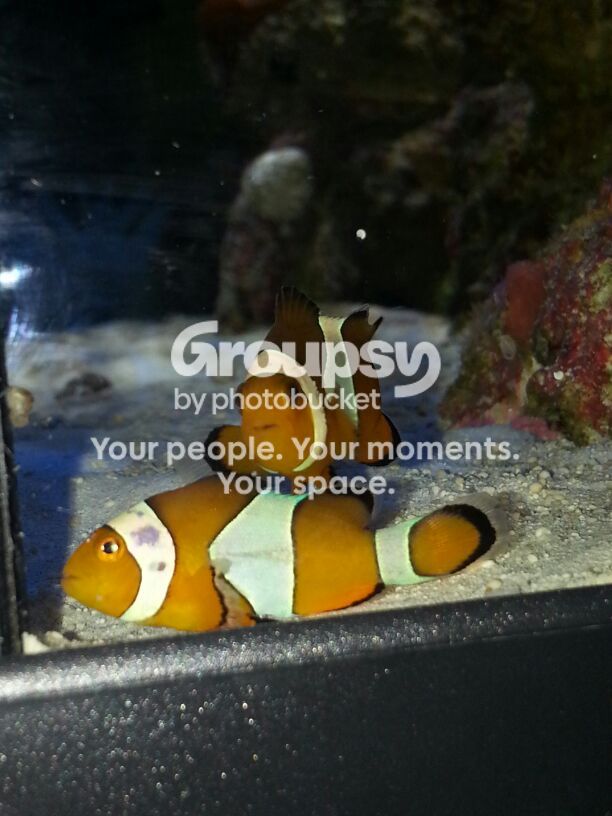 [TodoMarino.com] Que le pasa a Amphiprion percula